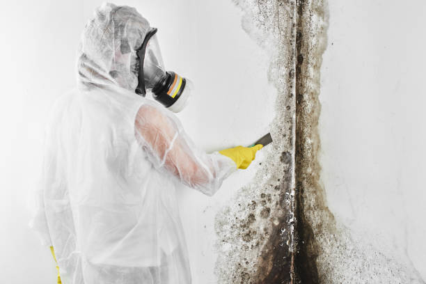 Best Commercial Mold Removal  in Brigantine, NJ