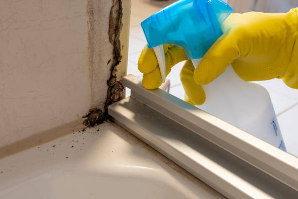 Office Mold Removal Services in Brigantine, NJ