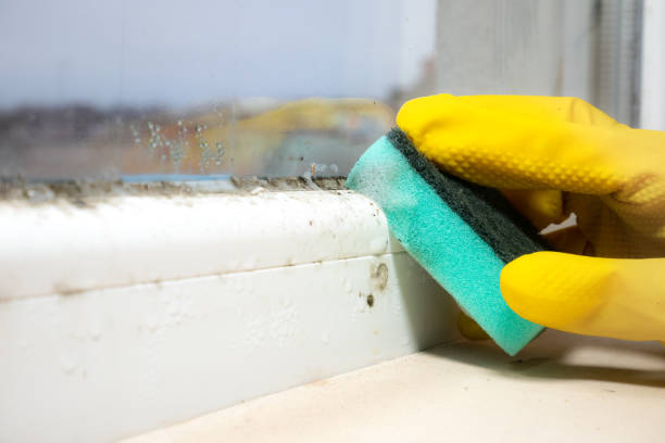 Best Toxic Mold Removal  in Brigantine, NJ