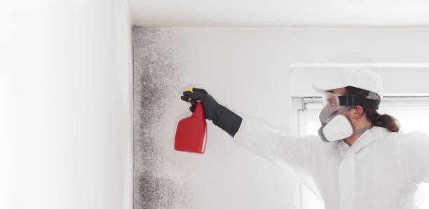 Best Fast Mold Removal  in Brigantine, NJ