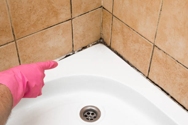 Professional Mold Removal in Brigantine, NJ